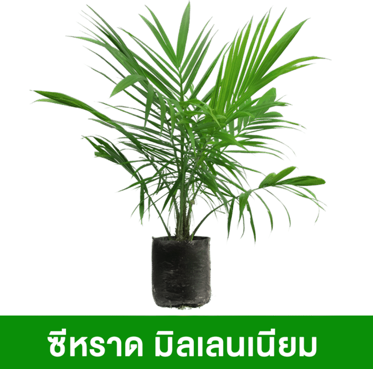 ซีหราด-มิลเลนเนียม