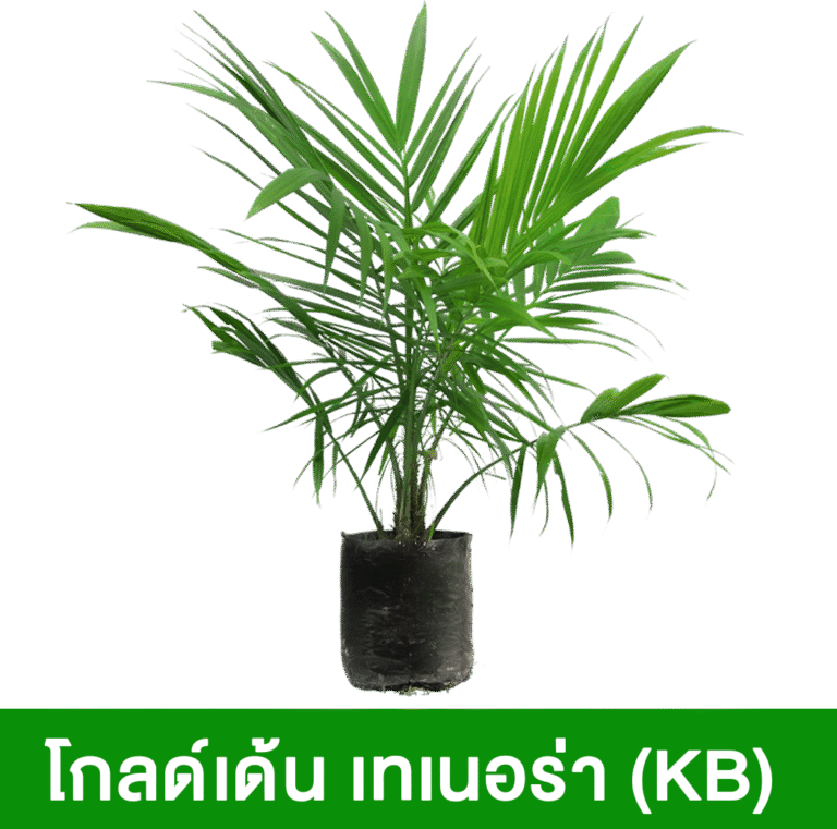 โกลด์เด้น-เทเนอร่า-(KB)